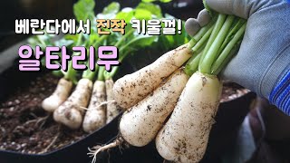 [Balcony Garden] Growing ponytail radishes on the balcony / From sowing to harvesting
