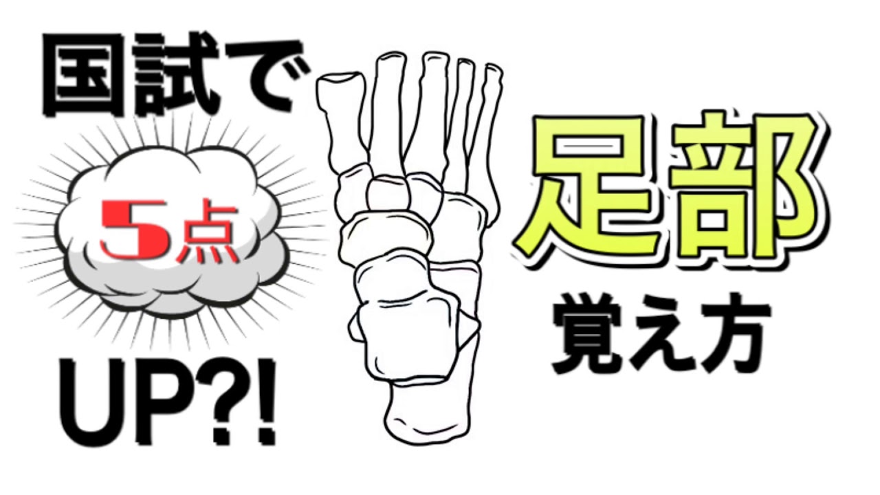 理学療法士 作業療法士国試対策 足部の筋肉 神経支配 たてアーチ 足根管 下腿骨間膜ぜんぶ覚えれる図をお伝えします Youtube