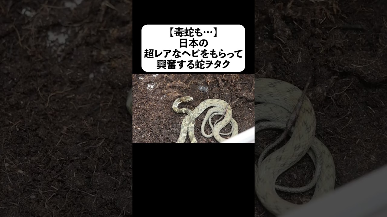 Poisonous snakes too] Snake nerd excited after receiving a