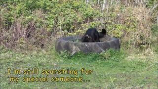 Dogs Trust Shoreham - Zeke