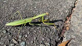 Chinese Mantis Crossing The Roadtenodera Sinesis
