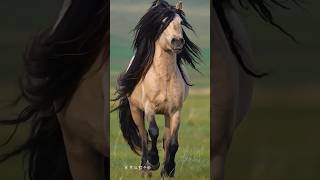 The Spirit Of The Wild Majestic Stallion In Motion horse rockinghorse starhorse stallion