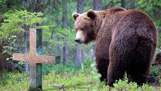 Medvěd chodil na hrob muže a řval. Když se lidé dozvěděli důvod, bylo jim do pláče…