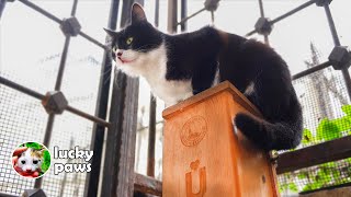 A visit to 1548AD Ottoman era mosque: Peaceful courtyards & Gentle Cats by Lucky Paws 1,659 views 1 month ago 5 minutes, 44 seconds