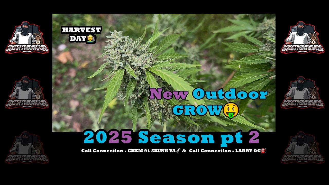 NEW OUTDOOR GROW - Cali Connection - Chem91SkunkVa🦨 - Larry OG⛽ : HARVEST DAY 2025 pt2