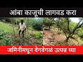 आंबा काजूची लागवड करा | जमिनीमधून वेगवेगळं उत्पन्न घ्या | cashew farming | cashew tree | konkan