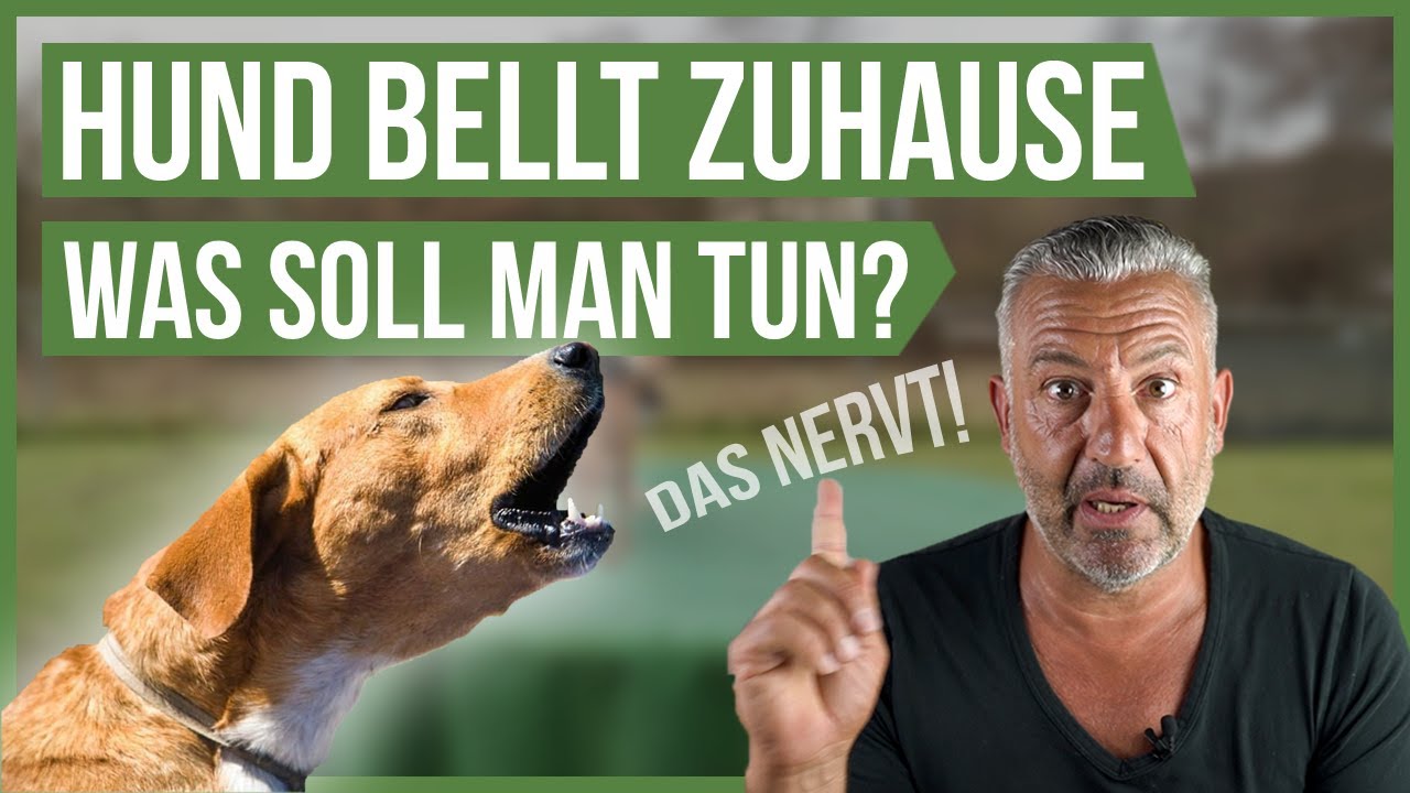 3 TIPPS für bellende Hunde Zuhause! 🤗 diese Tipps werden dir helfen!