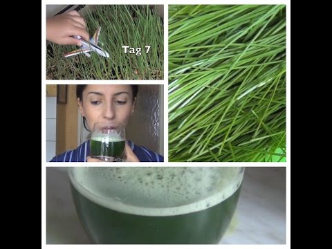 Video: Kriechen Von Weizengras - Fortpflanzung Und Nützliche Eigenschaften Von Weizengras. Weizengras Rezepte