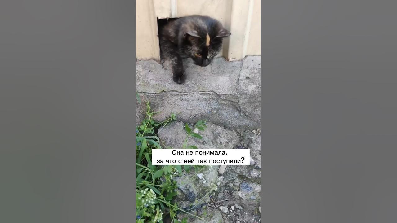 Петиция выбросила кота