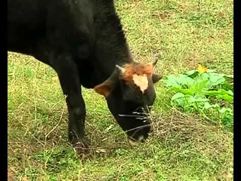 ვიდეო: შეშლილი ძროხის დაავადების შესახებ - როგორ ხდება შეშლილი ძროხის დაავადება