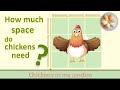 How much space do you need for chickens?
