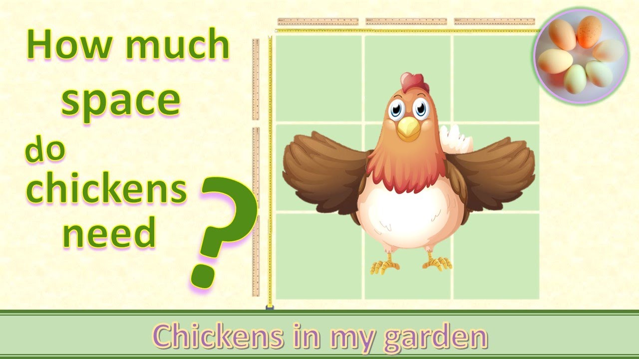 How Much Space Do You Need For Chickens?