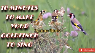 10 Minutes To Make Your Goldfinch To Sing! 🔥🏆