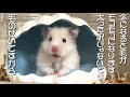 ながらダイエット 始めました！ハムスターのダイエット奮闘！
