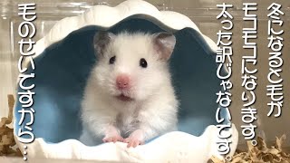 ながらダイエット 始めました！ハムスターのダイエット奮闘！