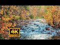 3 hours 4K -Beautiful River in Autumn, Relaxing Nature Sounds - Sleep/ Relax/ Study/Screensaver 😊👍