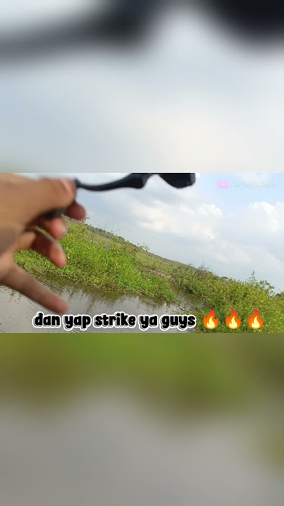 casting gabus menggunakan umpan alami #fishing #chastinggabus #mancing #castinggabusbesar #ikan #fyp