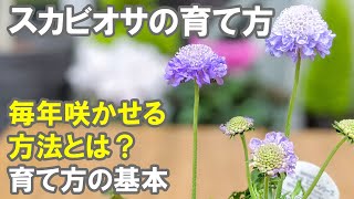 スカビオサの育て方 植え替え 夏越し 肥料 冬越し Youtube