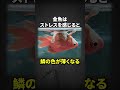 金魚に関する面白い雑学~金魚は記憶力が良い~