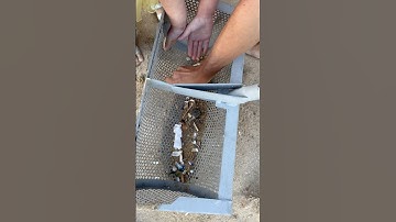 Shocking Discovery: Gold Coins Unearthed During Beach Cleanup! #treasuresearch