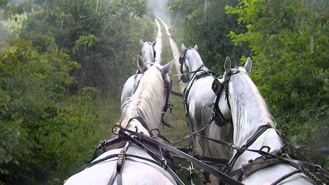 Gita con carrozze a cavalli (2) - WWW.REALFRIULI.IT