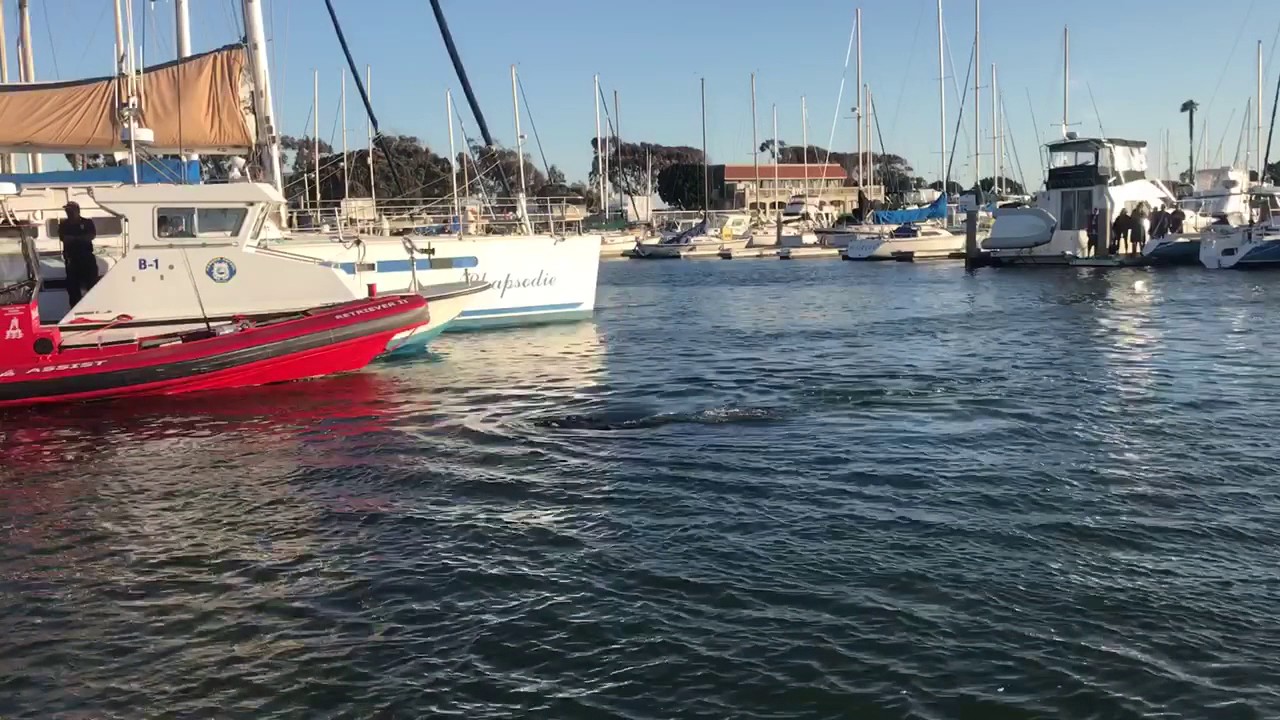 Whale in ventura harbor 5/20/17 - YouTube
