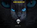 Blue Eyes Cats 💀