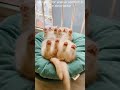 Top 😎 Funny animals videos - Try Not To Laugh 😂😆🤣 - 111 #Shorts