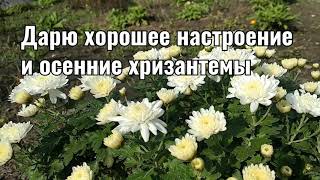 Знакомьтесь, это Бакс, дарю всем, кто это видео смотрит хризантемы и хорошее настроение