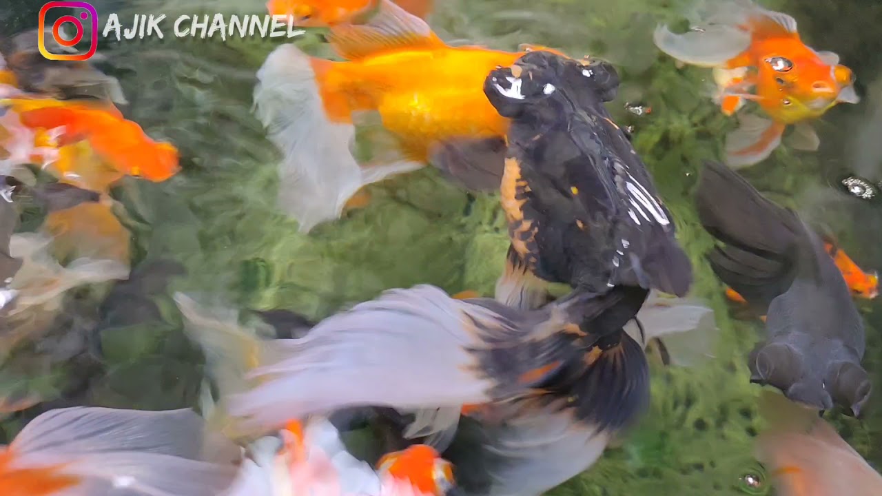 Ikan mas koki Bali bersama Koko kuncir part II - Ajik channel - YouTube