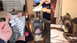 What's the most random thing that triggers your dog?| FUNNY DOG Reaction