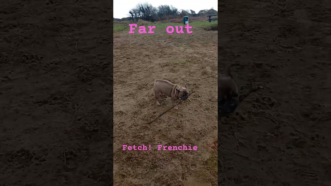 Frenchie fun at Kenfig Pool (playing fetch)