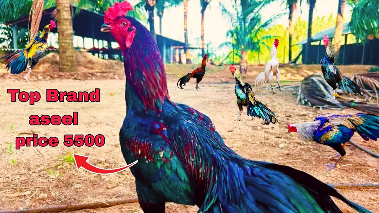 Only Brand Aseel Murge for sale 