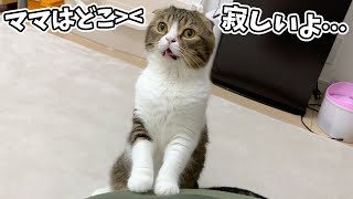 🐈ママに会いたくて鳴いちゃう猫【おっさん3DAYS】 【北斗羅漢撃】