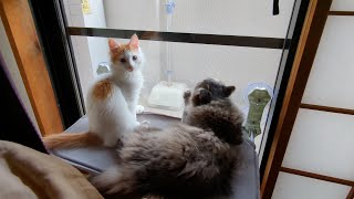 【日常】仲良く日向ぼっこするニャンズ by 猫のマーシャ 116 views 3 weeks ago 2 minutes, 8 seconds