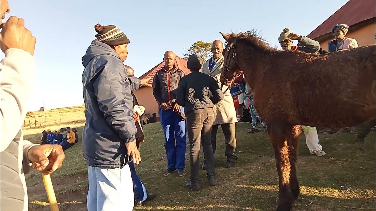 Amahashe umgidi wamakhwenkwe emazangweni empoza kutsolo youtube