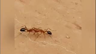 تصويري لضرابة وعراك بين نملتين A wrangling between two ants दो चींटियों के बीच एक तकरार