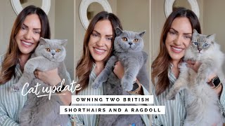 THINGS YOU SHOULD KNOW ABOUT OWNING BRITISH SHORTHAIRS VS RAGDOLLS | CAT UPDATE LIZA PRIDEAUX 2024 by Liza Prideaux 2,276 views 1 day ago 21 minutes