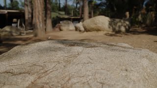 Barefoot El Naturalista