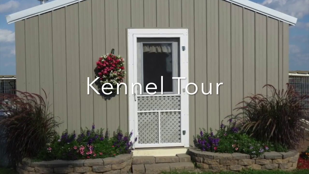 Our Top 10 Breeders Who Sell To Pet Stores YouTube