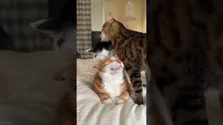 TOP FAILS ANIMALS (CAT| DOG) funny moments animals