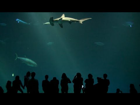 Monterey Bay Aquarium - 0