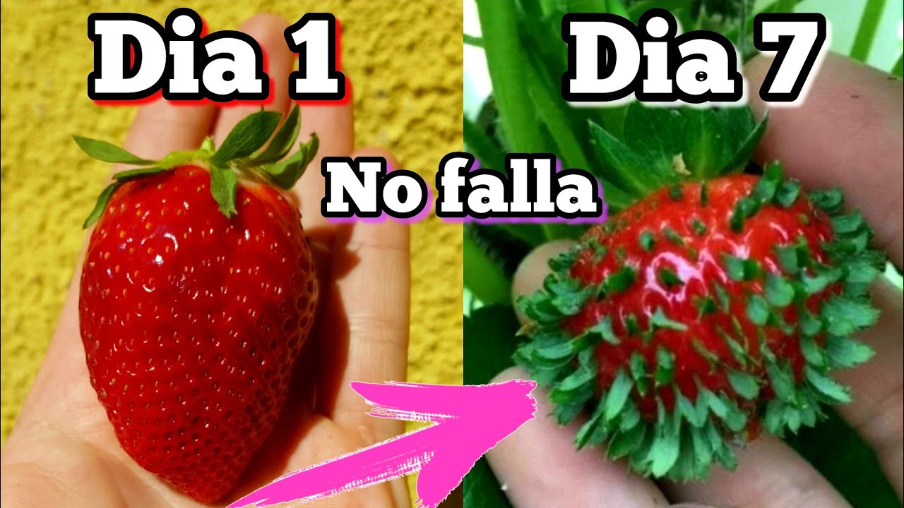 Huerto Urbano: Cómo Plantar Fresas en casa