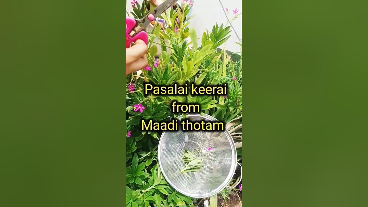 Pasalai keerai from Maadi thotam#healthy#easy#organic #yummy - YouTube