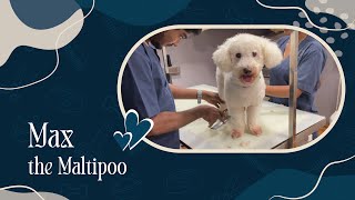 Grooming Day for Max the Maltipoo | Zane's Pet Spa by Zane's Pet Spa 39 views 4 months ago 2 minutes, 40 seconds