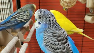 Budgie Sounds For Lonely Birds