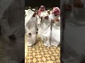 برقگ يسوق المخايل وأنا بلادي سنيه عاش الشايب برقگ يسوق المخايل وأنا بلادي سنيه عاش الشايب