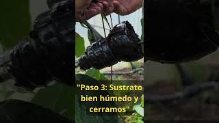 ¿Aguacates en Galicia? 🥑 ¡A la segunda va la vencida! #invernadero #aguacatelover #jardin #huerto