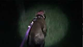 Vikky Pit Bull 14, Vikkys First Hog Hunt