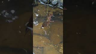 Fishing For Shrimp Using A Simple But Deadly Trap